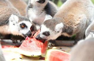 瓜哥吃瓜可爱动物视频