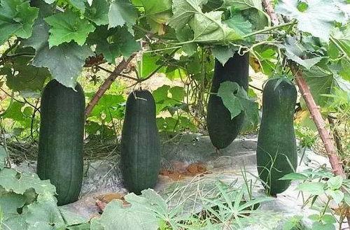 烟台常吃的瓜,探寻烟台特色瓜类美食之旅